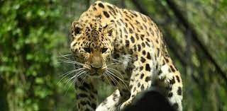 Amur leopard [Factsnet]
