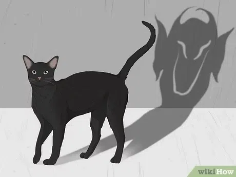 Many believed that witches could transform into black cats [wikiHow]