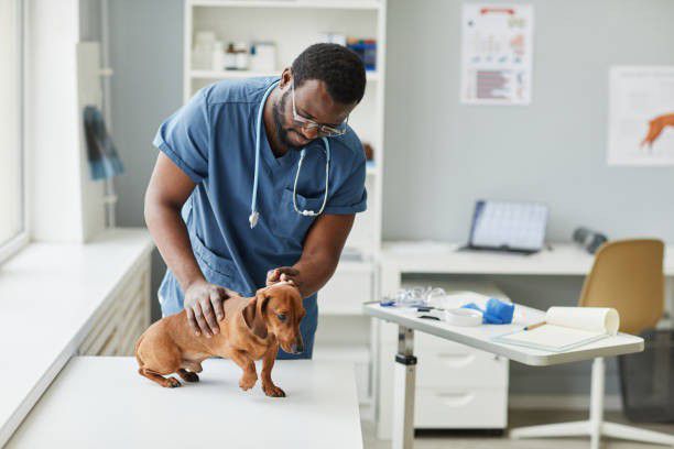Visit a licensed veterinarian [iStock]