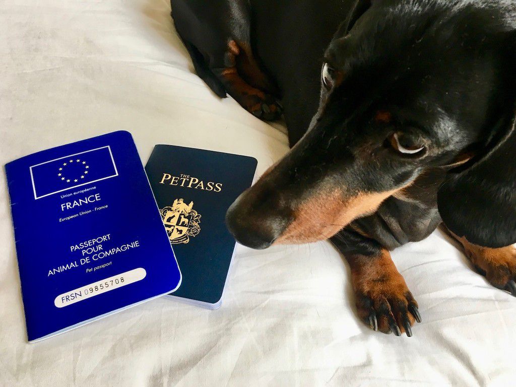 Did you know you can get a passport for your pet [Travelnuity]