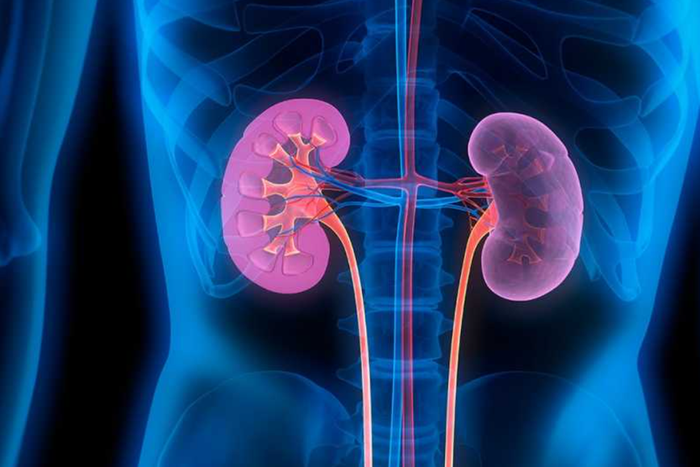 10 tips on how to keep your kidney healthy