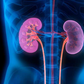 10 tips on how to keep your kidney healthy