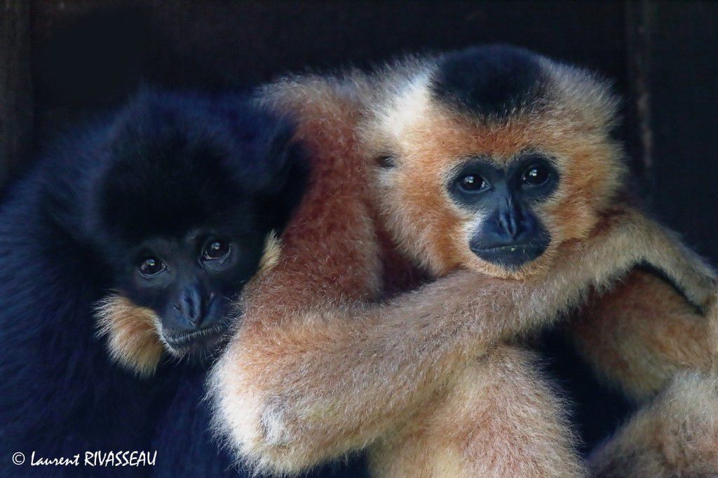 Hainan gibbon [Wildscapiacom]