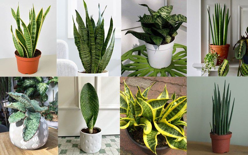 室内植物在净化我们密闭室内的空气方面发挥着至关重要的作用。它们吸收毒素，散发新鲜空气，带来一丝美丽。吊兰、虎尾兰、白鹤芋、芦荟和波士顿蕨等植物非常适合改善空气质量。为了充分利用它们，必须通过避免过度浇水并将它们放置在适合其需要的地方来正确维护它们。欢迎这些植物进入您的家中，让您呼吸更轻松，同时美化您的生活空间。