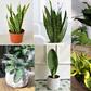Indoor plants that purify the air in your home [MinorityVoices]
