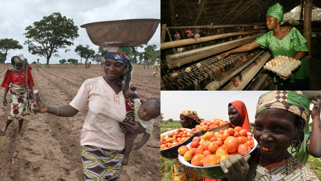 L’articolo evidenzia le attuali sfide che l’agricoltura in Africa deve affrontare, inclusa la necessità di formare una nuova generazione di agricoltori a fronte dell’invecchiamento della forza lavoro. L’iniziativa Shield Africa Farmers Academy mira a formare 15.000 giovani agricoltori entro il 2027, con una forte attenzione all’inclusione delle donne. In collaborazione con l’Università di Agricoltura Makurdi, l’Accademia mira ad aumentare i rendimenti agricoli e promuovere pratiche sostenibili. L’articolo sottolinea inoltre l’importanza delle infrastrutture rurali e dei partenariati per sostenere i piccoli agricoltori e aumentare la loro produttività. Premiando l’innovazione e il dinamismo degli agricoltori africani, l’articolo evidenzia un futuro promettente per il settore agricolo in Africa attraverso iniziative focalizzate su inclusione e sostenibilità.