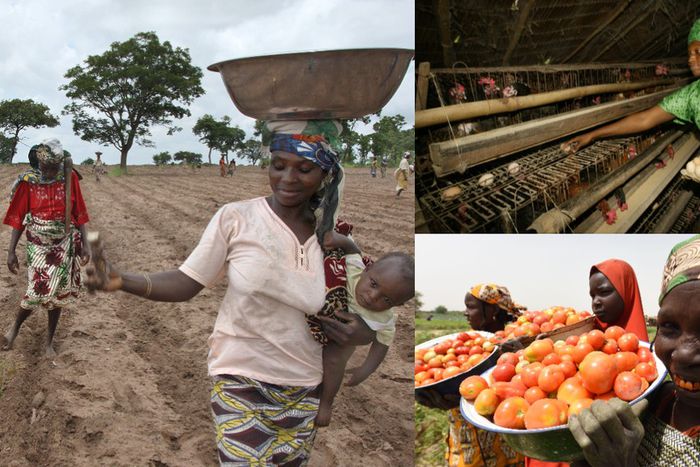 Women have been projected to lead 40% of Nigeria's agricultural revival amid the aging population of farmers. [Getty Images]