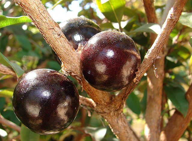 Jabuticaba [Wikipedia]