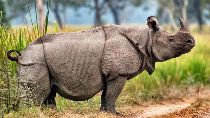 Javan rhino [Pinterest]