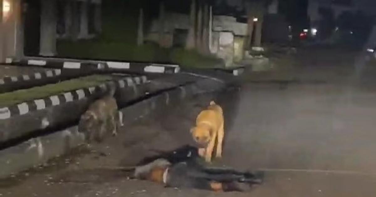 Police arrest owner after his dogs allegedly mauled security man to ...