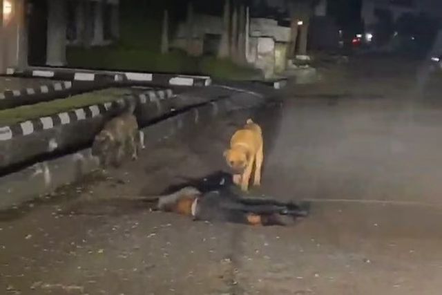 Police arrest owner after his dogs allegedly mauled security man to death in Lagos