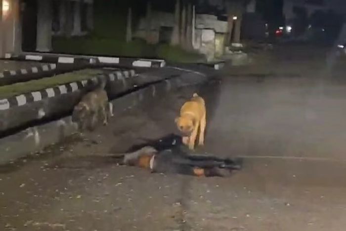 Police arrest owner after his dogs allegedly mauled security man to death in Lagos