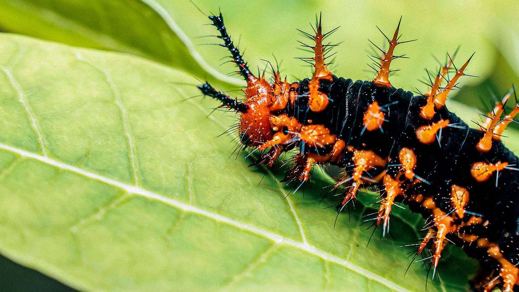7 animals that use poison in the most horrifying ways