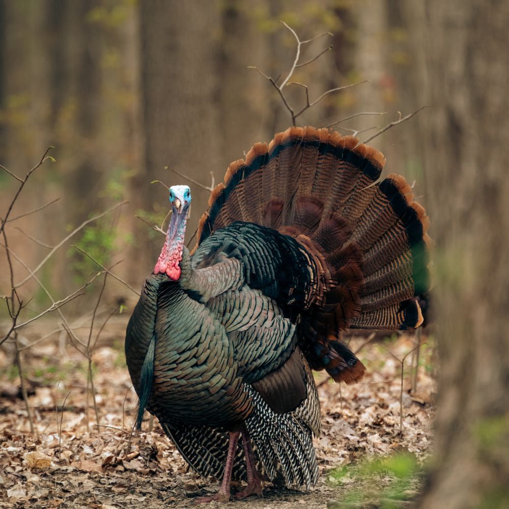 5 reasons why we don’t eat turkey eggs
