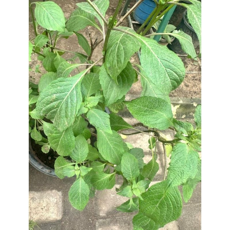african-basil–scent-leaf-plant-for-kitchen-and-home