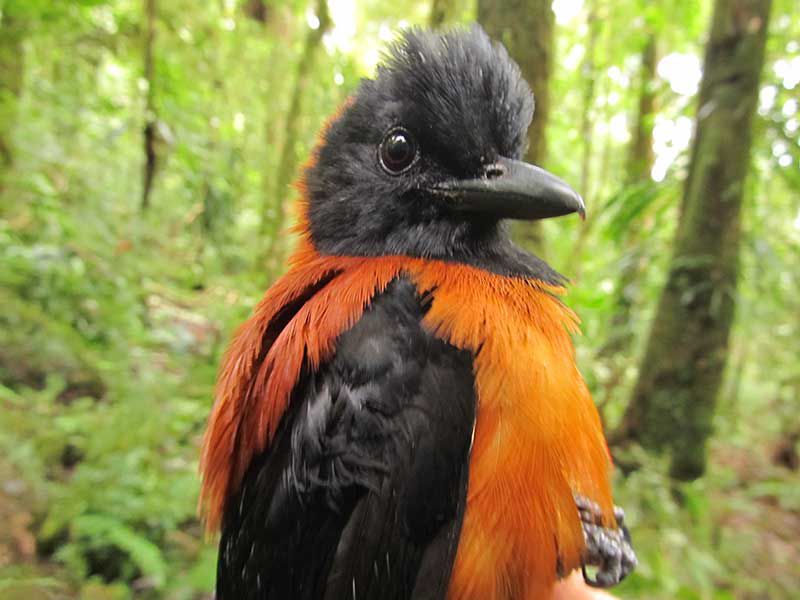 Hooded pitohui [Birdzilla]