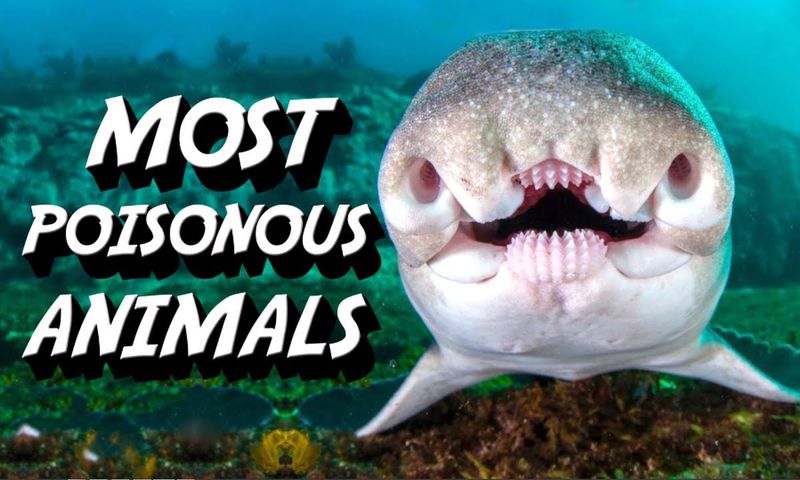 Poisonous animals [YouTube/ViralBe]