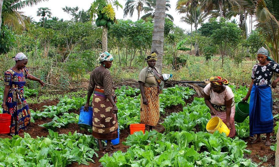 People in rural areas might grow their own food [TheBigQ]