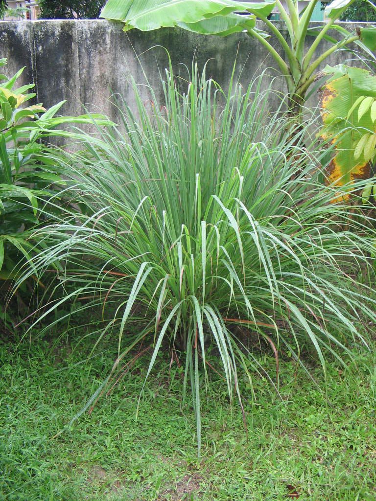 5 Nigerian herbs that can cure malaria faster than drugs