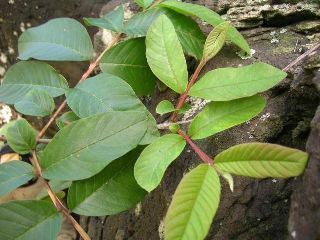 5 Nigerian herbs that can cure malaria faster than drugs