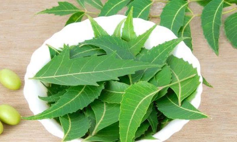 Nigerian herbs that can cure malaria [TheNationaNewspaper]