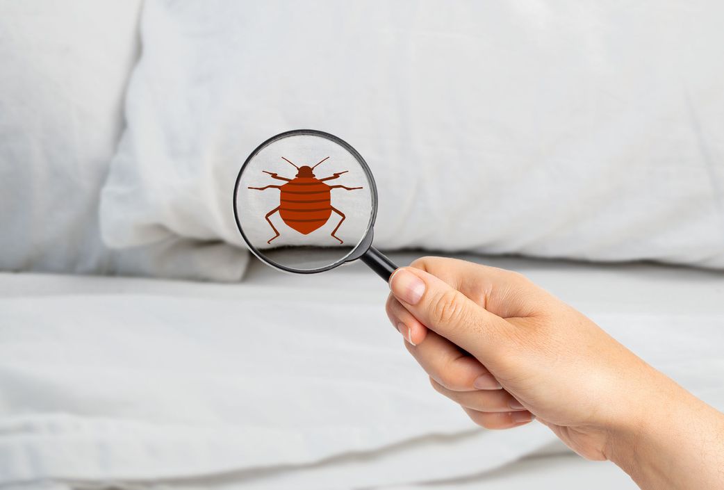 4 surprising things that attract bed bugs to you