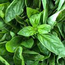 3 Homemade herbs to lower blood pressure quickly