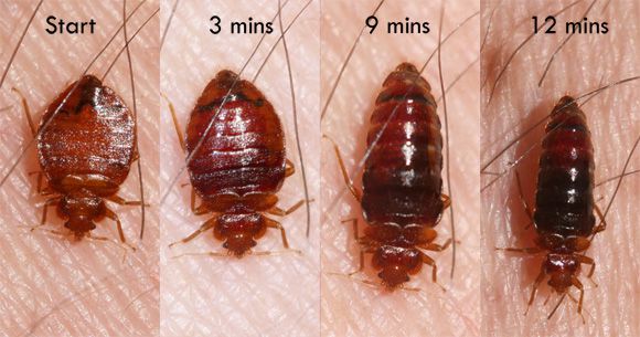 4 surprising things that attract bed bugs to you