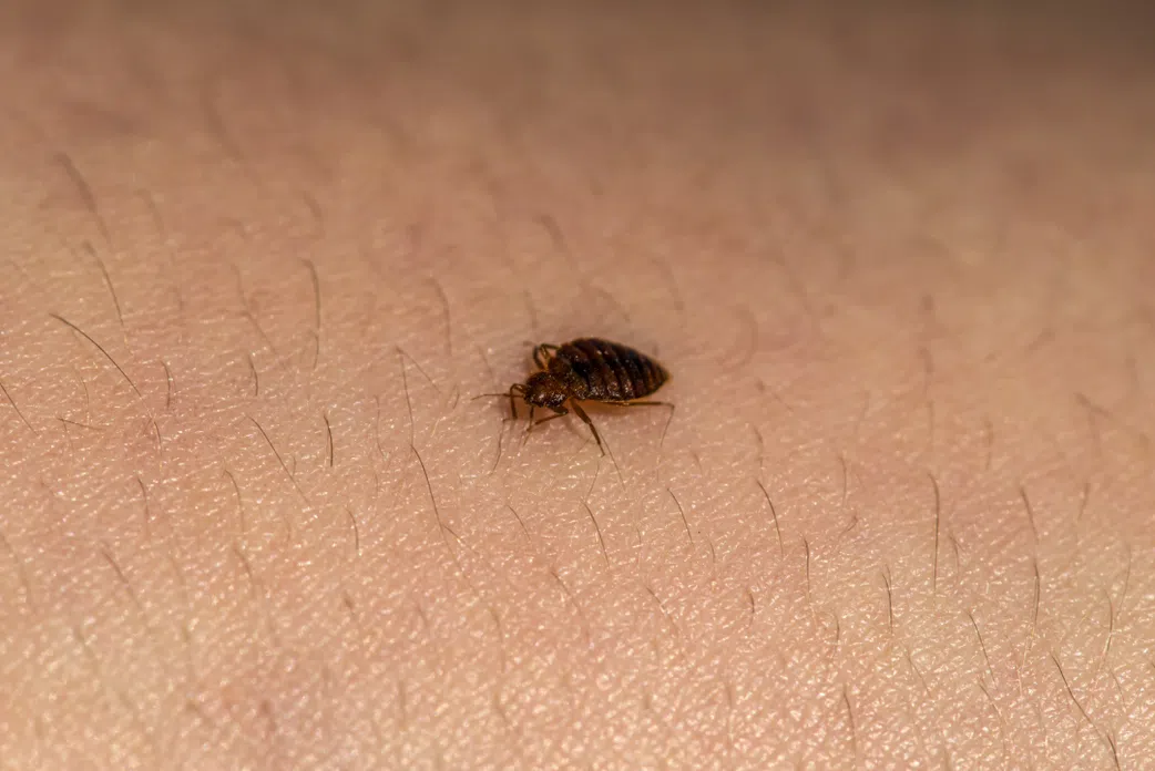4 surprising things that attract bed bugs to you