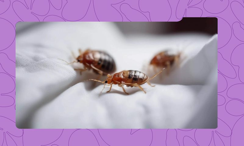 How to Permanently Get Rid of Bed Bugs in Your Home