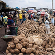 Yam association urges FG to sign trade agreement with EU [News Watch]
