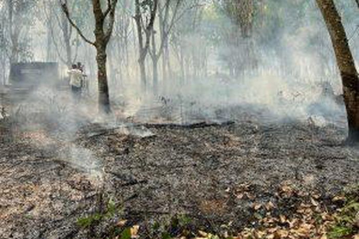 Relics of burnt excavators and rubber plantation at Okumu plantation, near Iguobazuwa, in Ovia North East LGA of Edo.