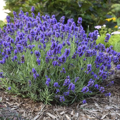 Lavender helps you sleep better [Provenwinners]