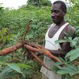 ___7672900___2017___12___1___10___cassava-farm