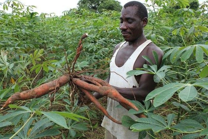 ___7672900___2017___12___1___10___cassava-farm
