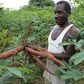___7672900___2017___12___1___10___cassava-farm