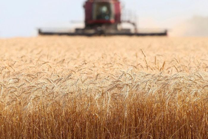 India's decision to stop wheat exports follows similar decisions by other countries.