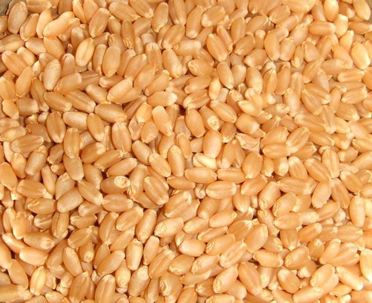 Durum wheat- Source Alibaba