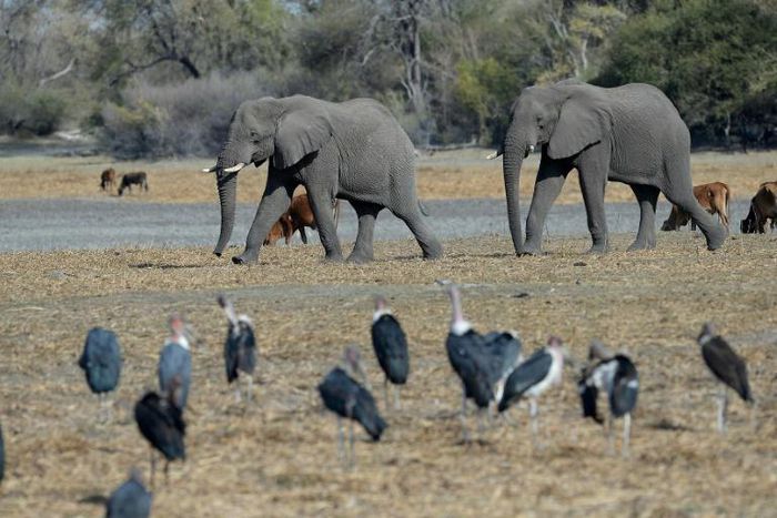 Protection row: Botswana has introduced new rules enabling elephants to be hunted legally