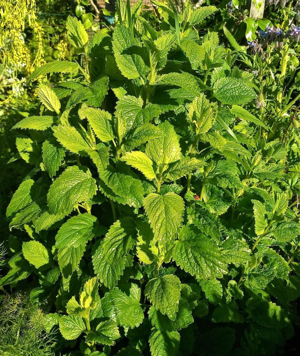Lemon balm plant is quite common [Wikipedia]