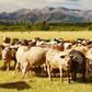 Ranch (ProposalKit)