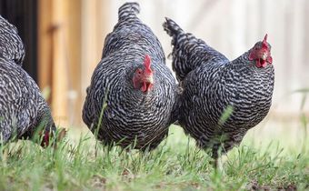 Plymouth-Rock-Chickens