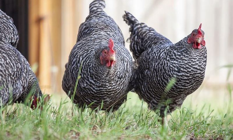 Plymouth-Rock-Chickens