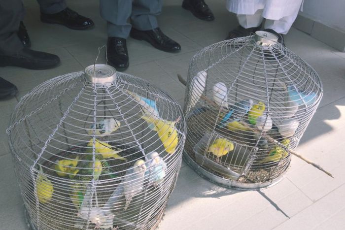 NESREA hands over 25 seized  exotic birds to Kano zoo.