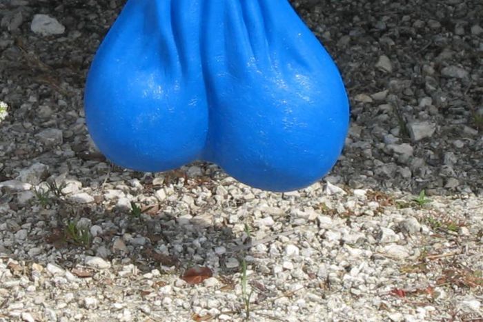 How dangerous are blue balls [Medicaldaily]