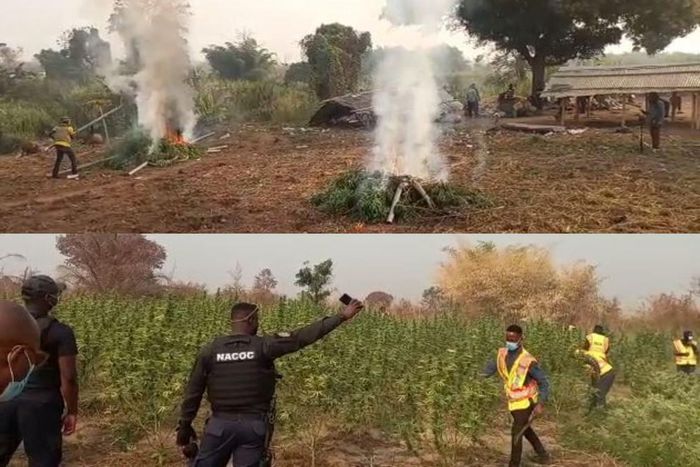 Cannabis farm cleared and set ablaze