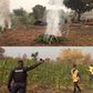 Cannabis farm cleared and set ablaze