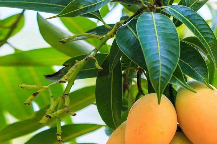 Mango leaves