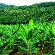 Plantain farming