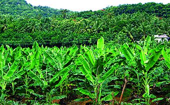 Plantain farming
